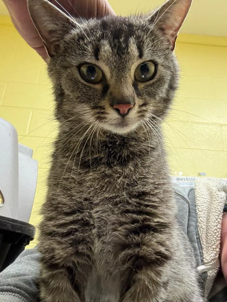 A young small-sized female Domestic Short Hair cat named Cricket for adoption in Crossville, TN