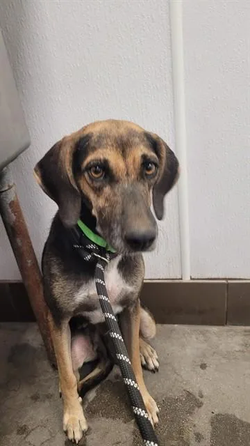 A young medium-sized female German Shepherd Dog dog named Rosina for adoption in Tucson, AZ