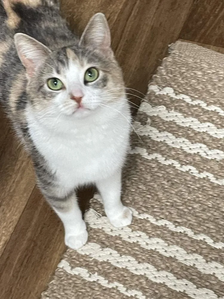 A young medium-sized female Gray & White Domestic Short Hair cat named Miss Pawdry Hepburn for adoption in Cary, NC