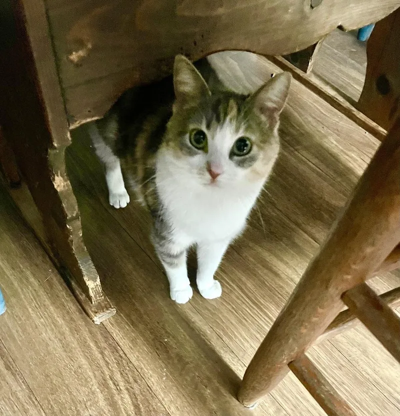 Miss Pawdry Hepburn thumbnail 2