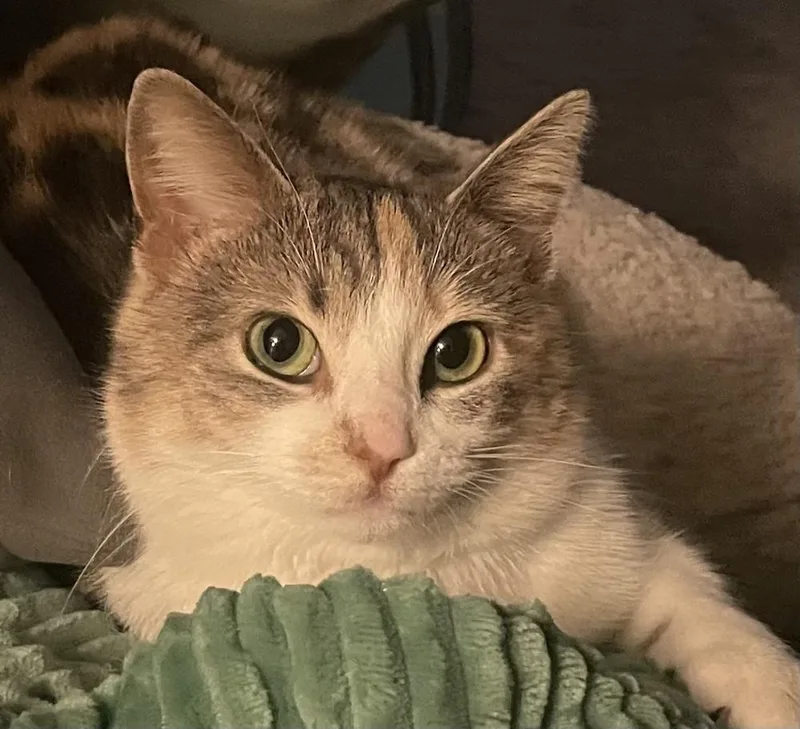 Miss Pawdry Hepburn thumbnail 3