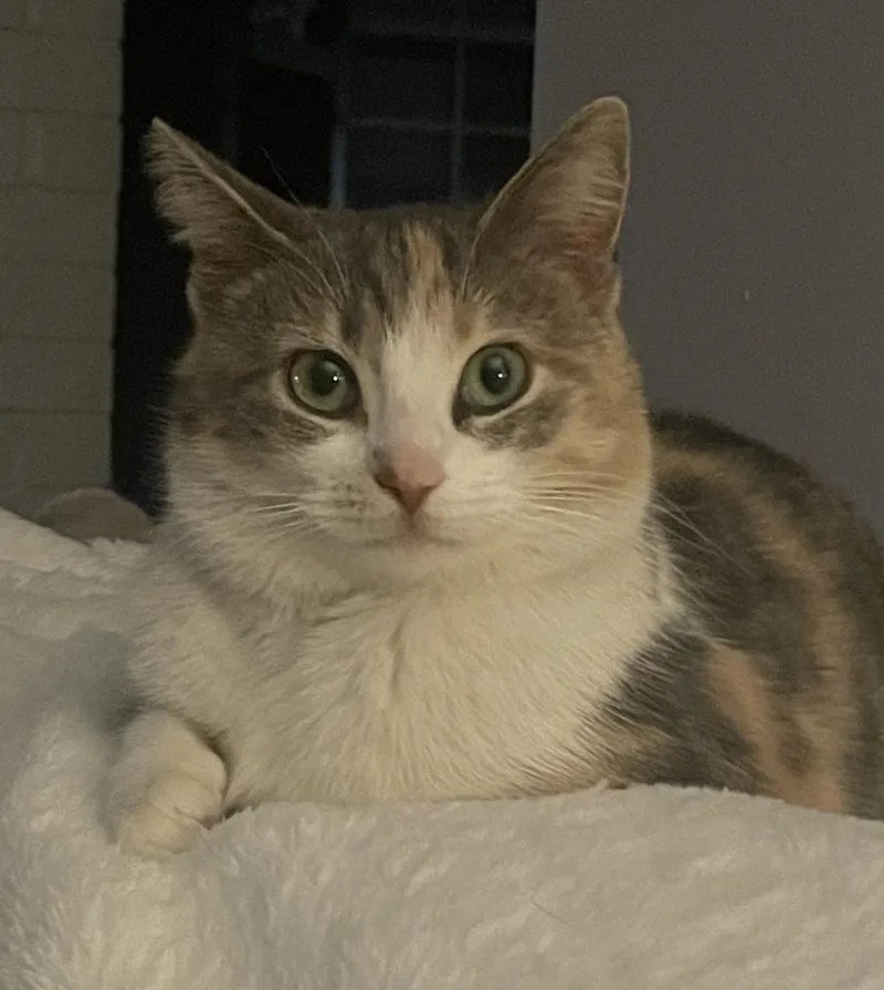 Miss Pawdry Hepburn thumbnail 4