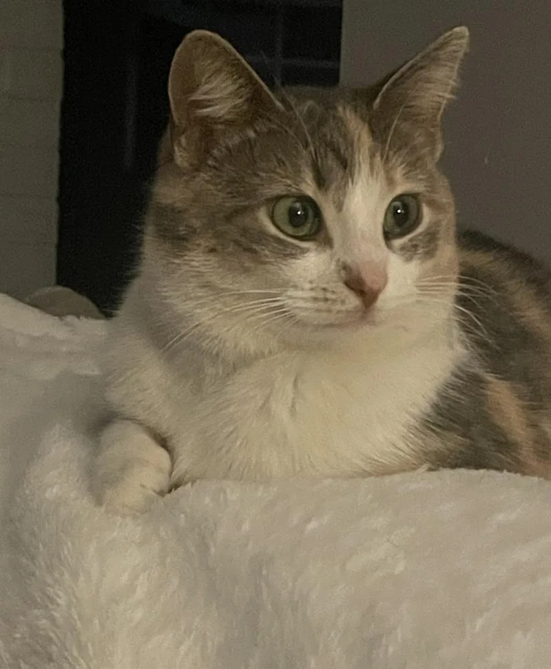 Miss Pawdry Hepburn thumbnail 5