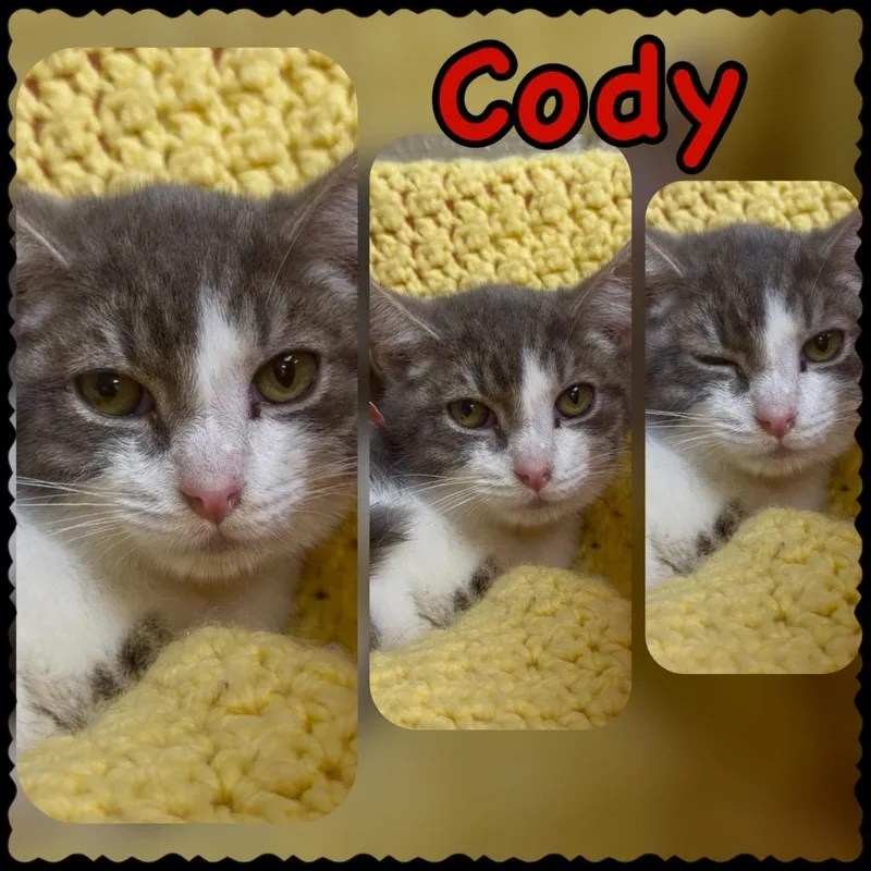 Cody thumbnail 2