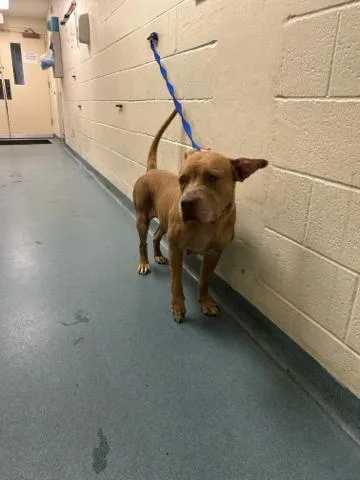 An adult medium-sized female Mixed Breed dog named Jupiter for adoption in West Palm Beach, FL