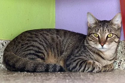 An adult medium-sized male Domestic Short Hair cat named Andy Purrnard for adoption in Baton Rouge, LA