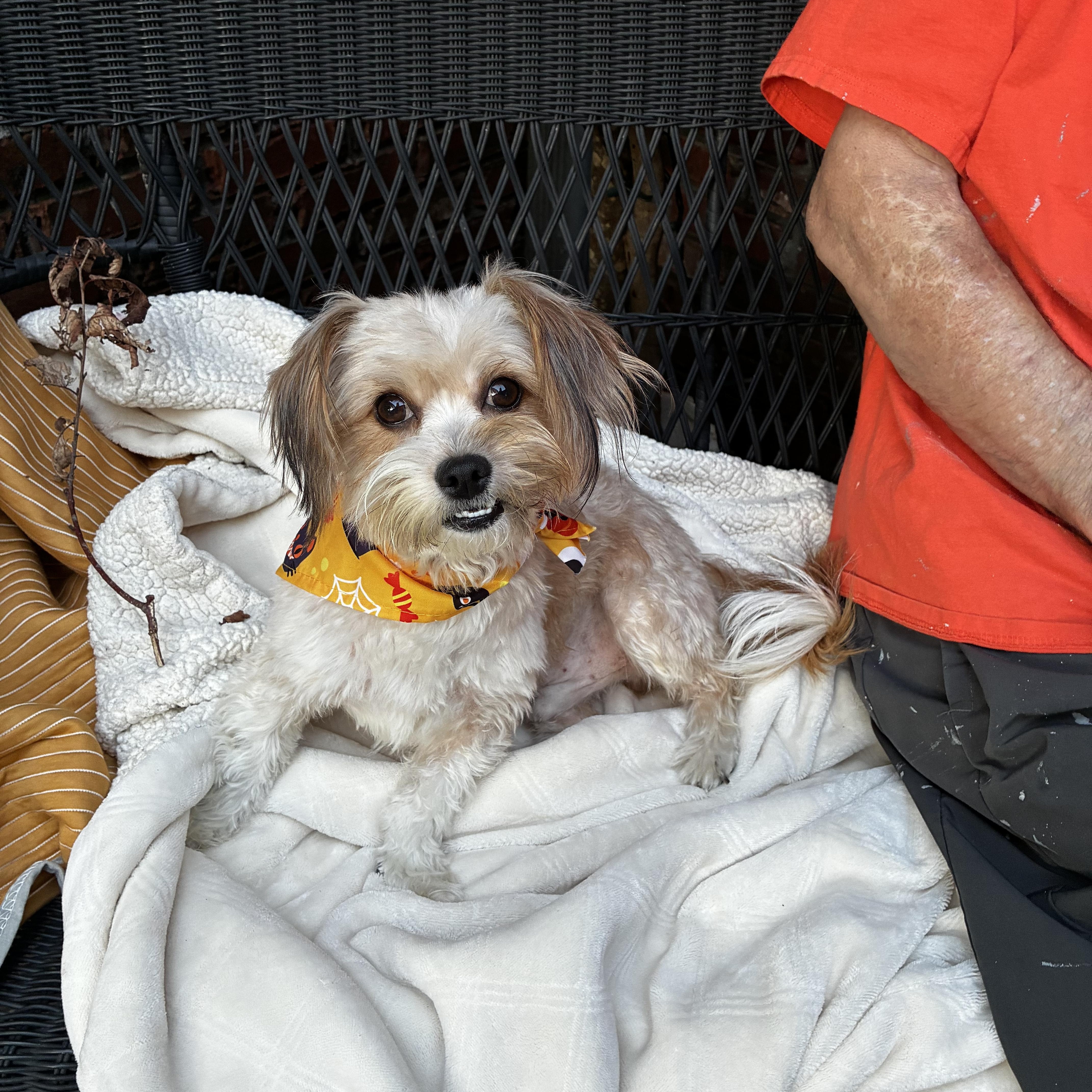An adult small-sized male White / Cream Maltese dog named Sammy for adoption in Cordova, TN