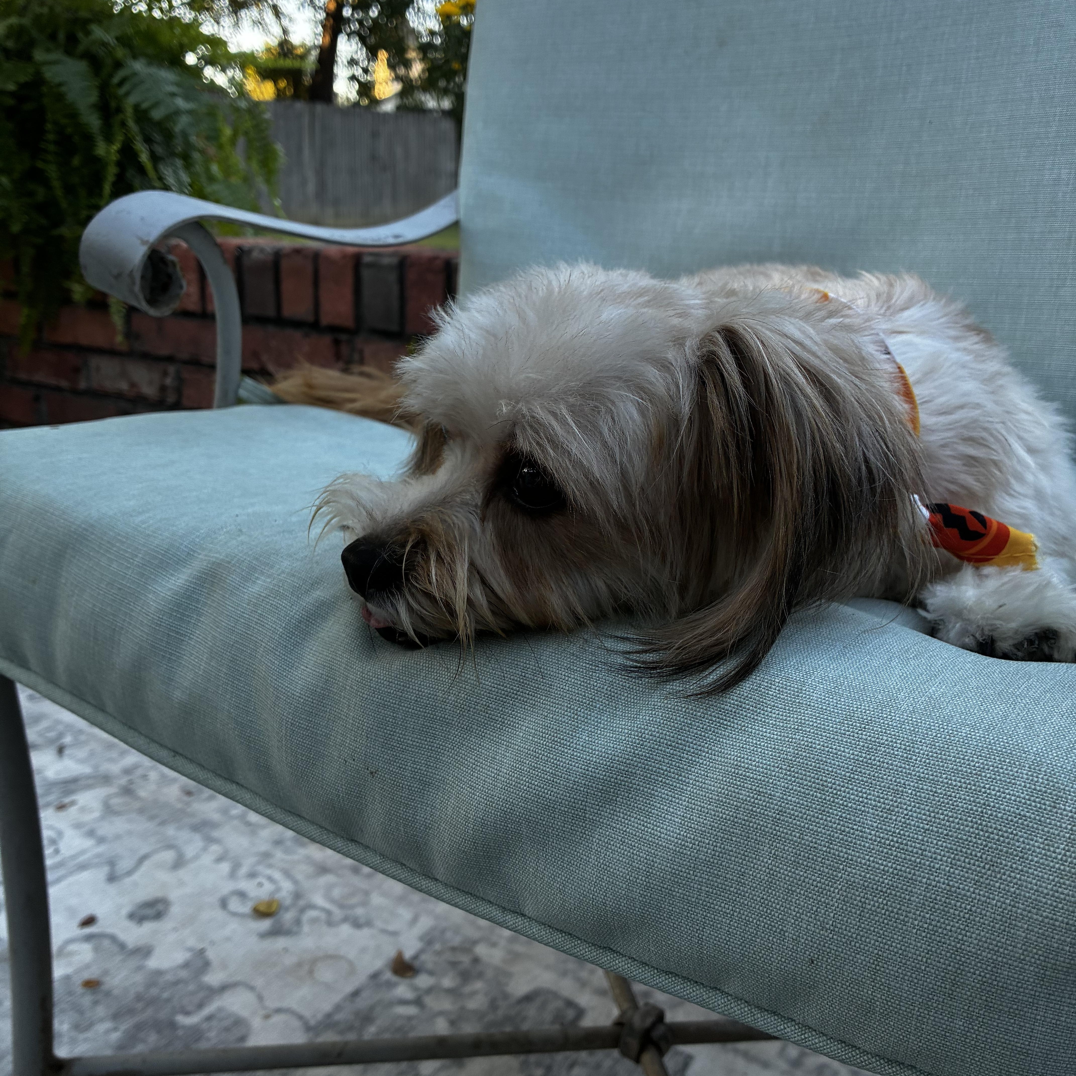 Sammy thumbnail 2