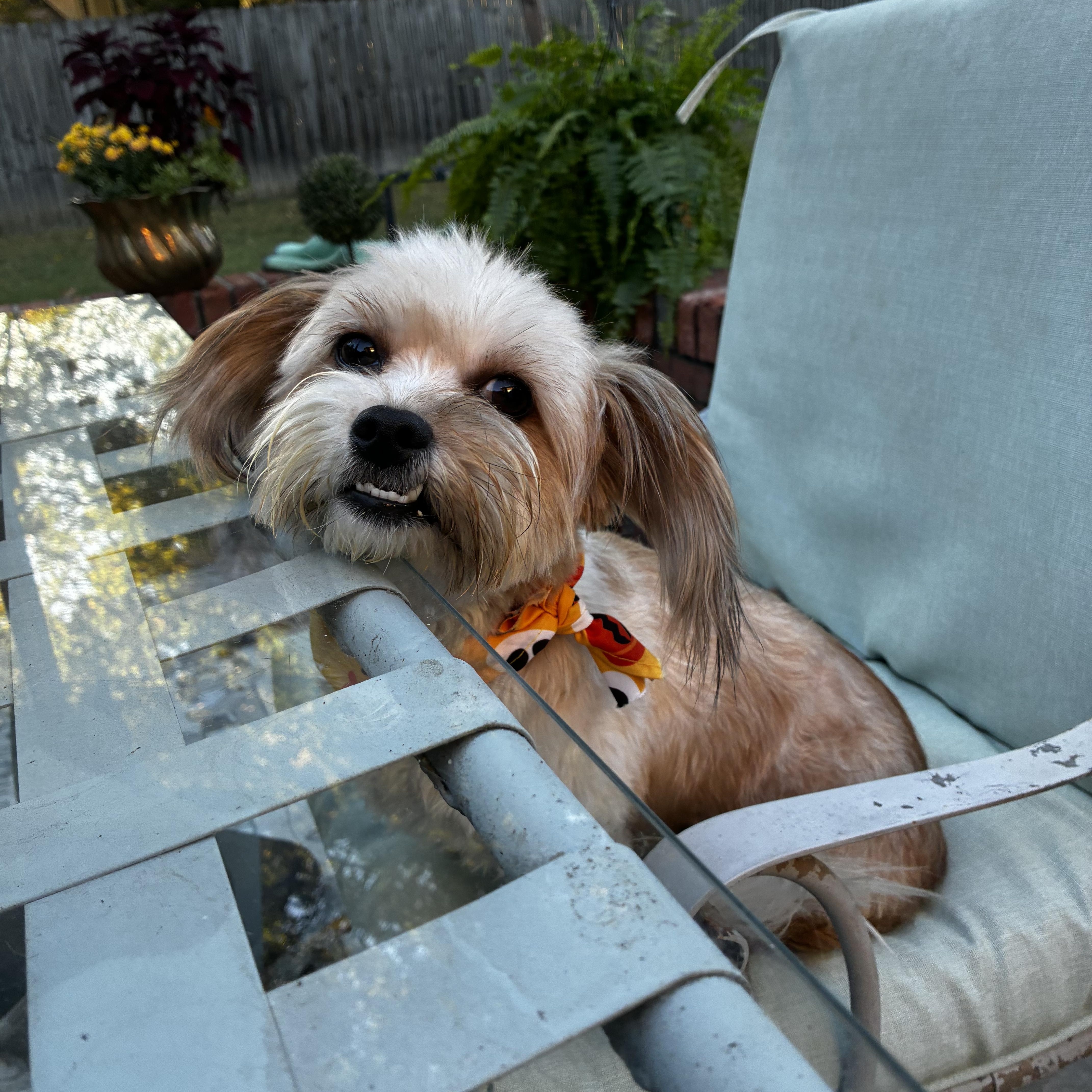 Sammy thumbnail 3