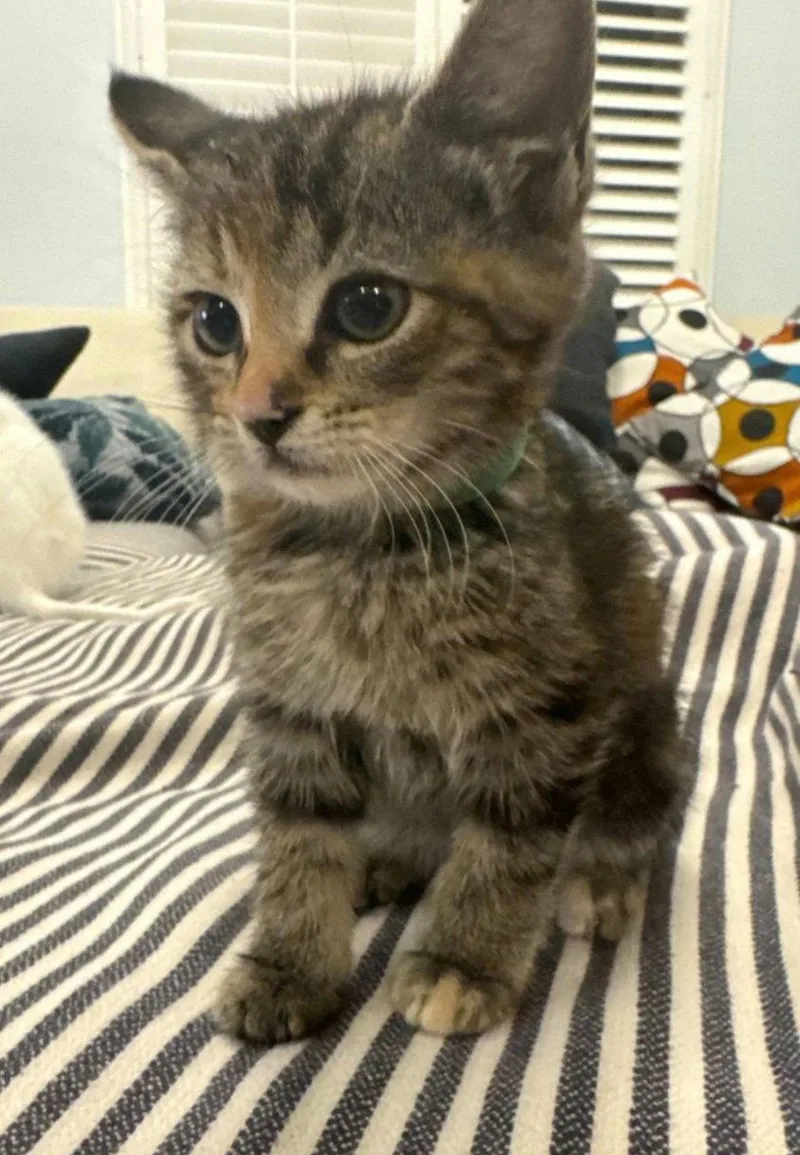 A baby medium-sized female Tabby cat named Hershey for adoption in Campbell, CA