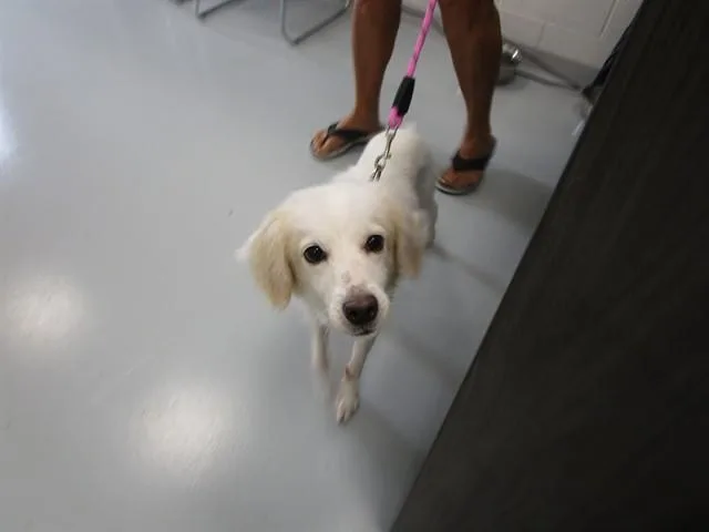A young small-sized female English Setter dog named Nika for adoption in Ocala, FL