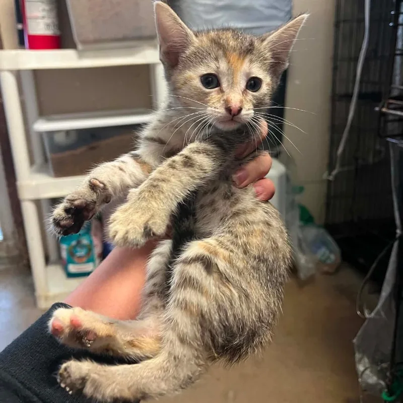 A baby small-sized female Brown / Chocolate Domestic Short Hair cat named Brie for adoption in Stephenville, TX