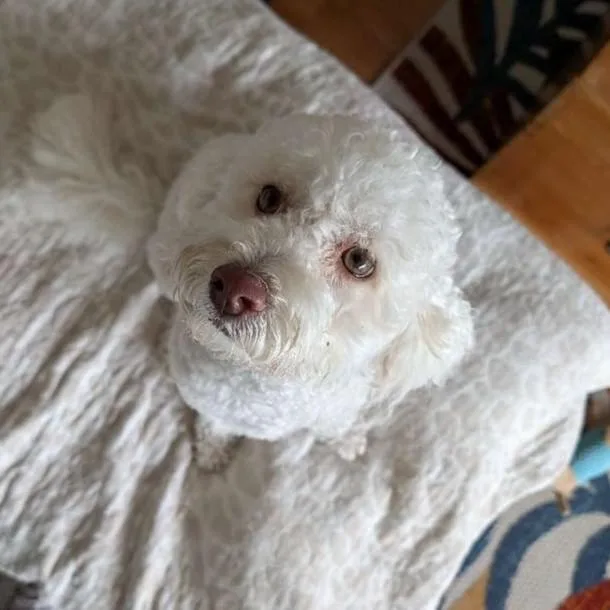 An adult small-sized male Poodle dog named Niko for adoption in Eustis, FL
