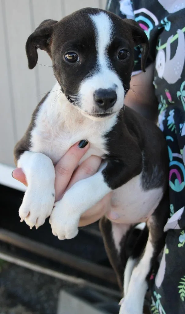 A baby medium-sized female Pit Bull Terrier dog named Roslyn for adoption in Vacaville, CA