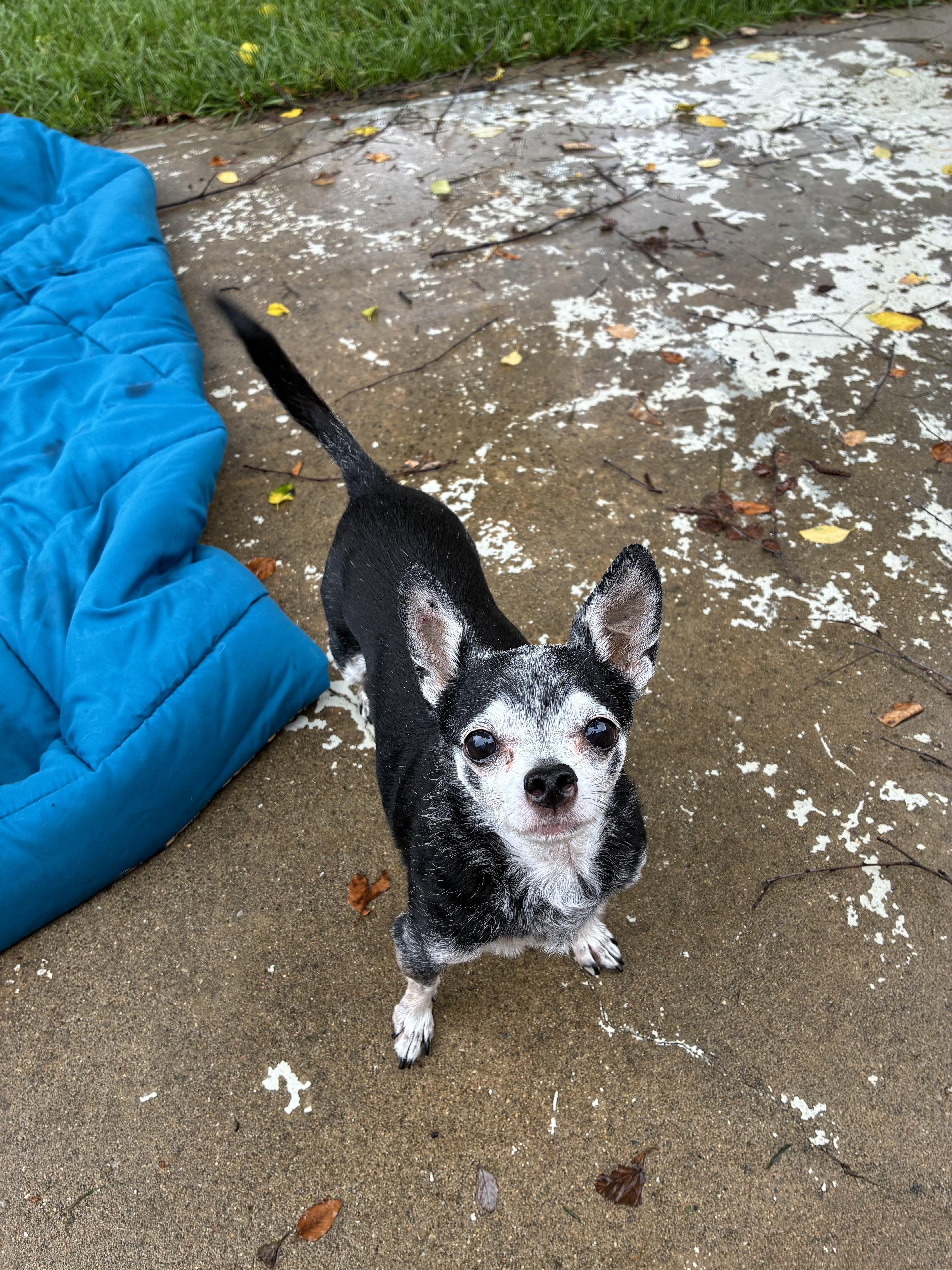 Biscuit