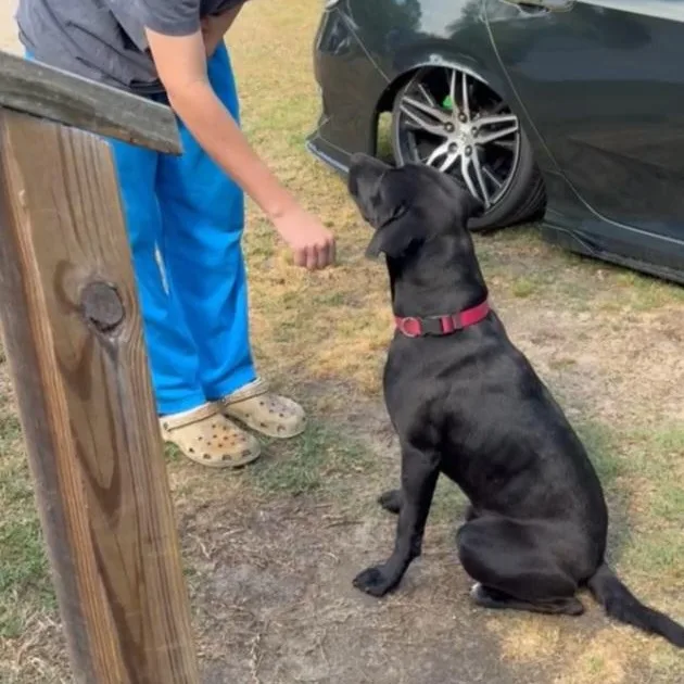 A young medium-sized male Black Labrador Retriever dog named Gunner for adoption in Raeford, NC