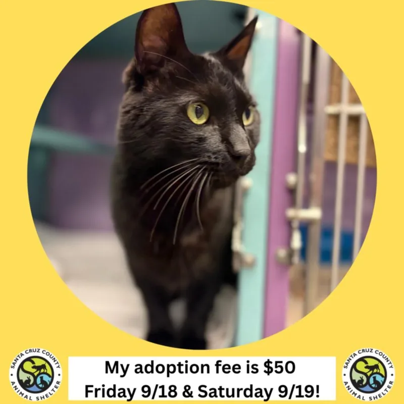 An adult large-sized male Domestic Short Hair cat named Pickle for adoption in Santa Cruz, CA