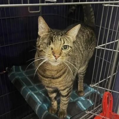 An adult medium-sized male Tabby (Buff / Tan / Fawn) American Shorthair cat named Mowgli for adoption in Schertz, TX