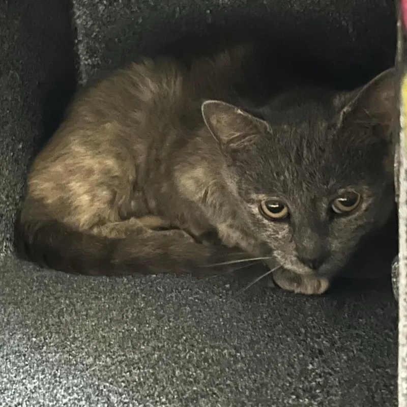 A young medium-sized female Tortoiseshell Domestic Short Hair cat named Heffalump for adoption in Charlottesville, VA