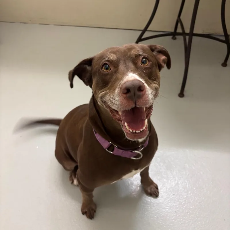 An adult large-sized female Brown / Chocolate Labrador Retriever dog named Frankie for adoption in Milan, IL