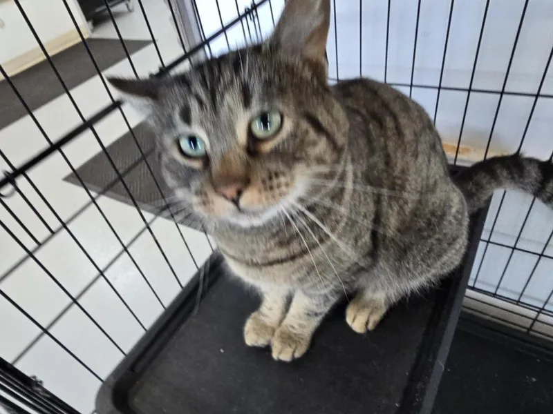 An adult large-sized male Gray / Blue / Silver Domestic Short Hair cat named Oscar for adoption in Southbury, CT