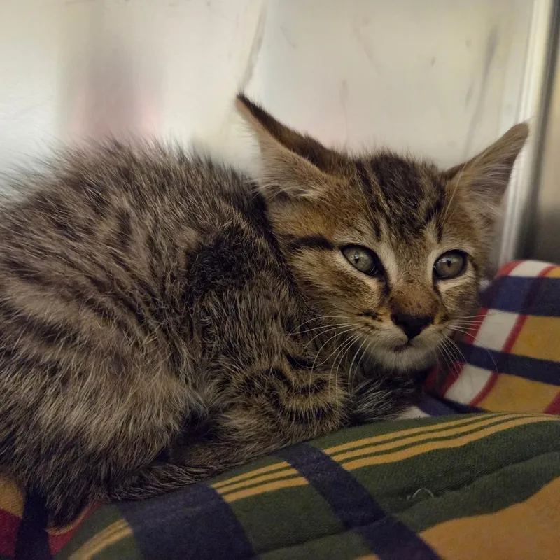A baby small-sized male Gray / Blue / Silver Domestic Short Hair cat named Miley Cyrus for adoption in Asheville, NC