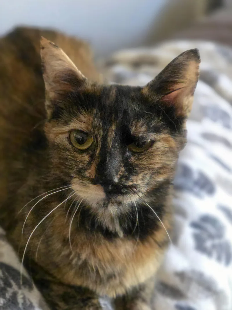 A young medium-sized female Domestic Short Hair cat named Mufasa for adoption in Rio Linda, CA