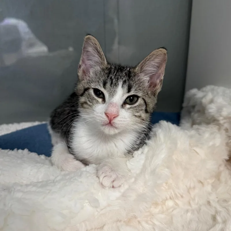 A baby small-sized female Brown / Chocolate Domestic Short Hair cat named Speckle for adoption in Jupiter, FL