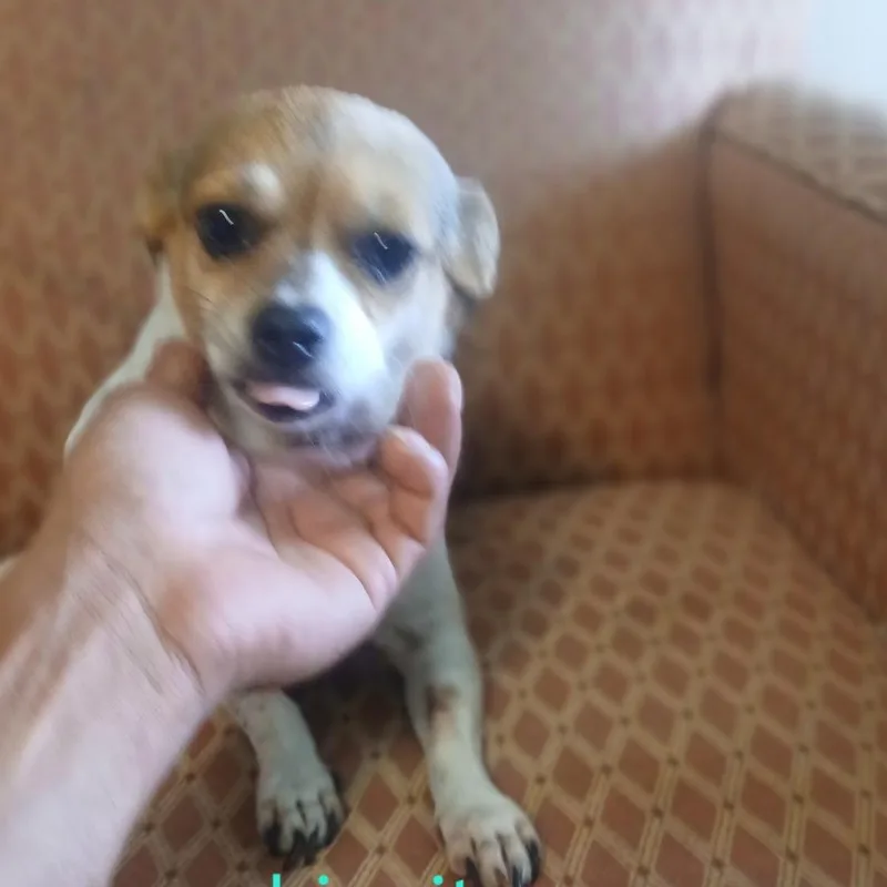 Chiquita thumbnail 2