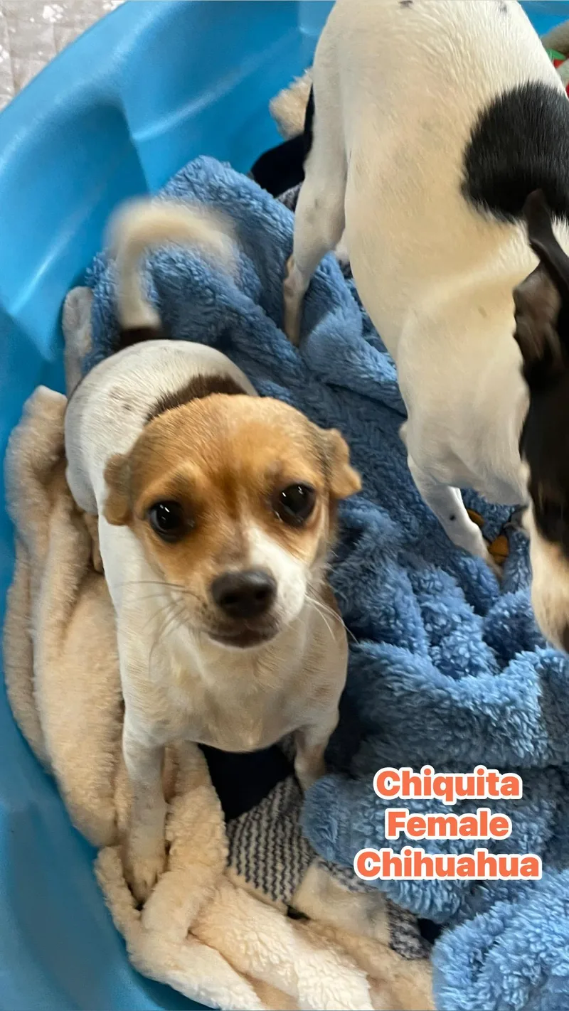 Chiquita thumbnail 3