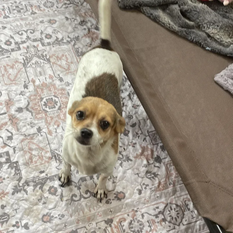 Chiquita thumbnail 4