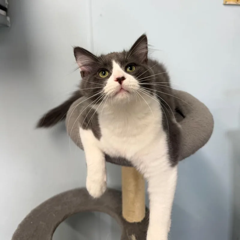 A baby medium-sized male Black Domestic Short Hair cat named Surge for adoption in Pontiac, IL