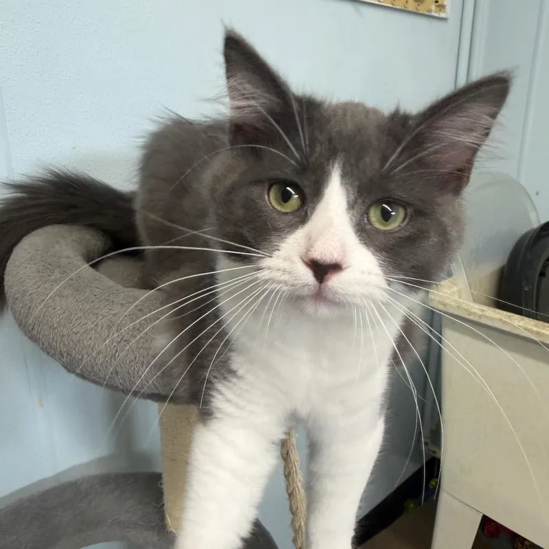 Surge thumbnail 4