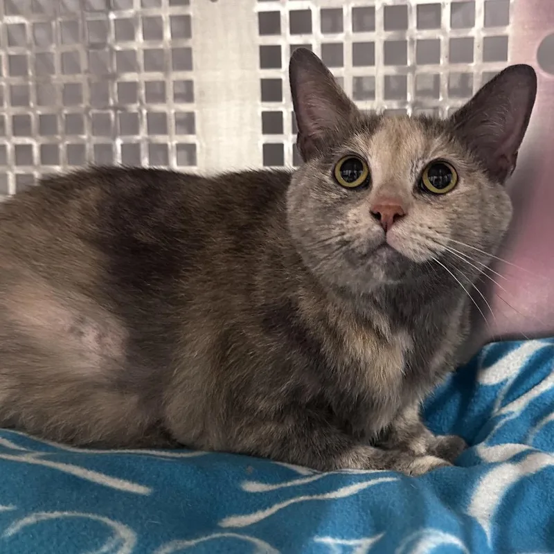 An adult large-sized female Domestic Short Hair cat named Bali for adoption in Mount Vernon, IN