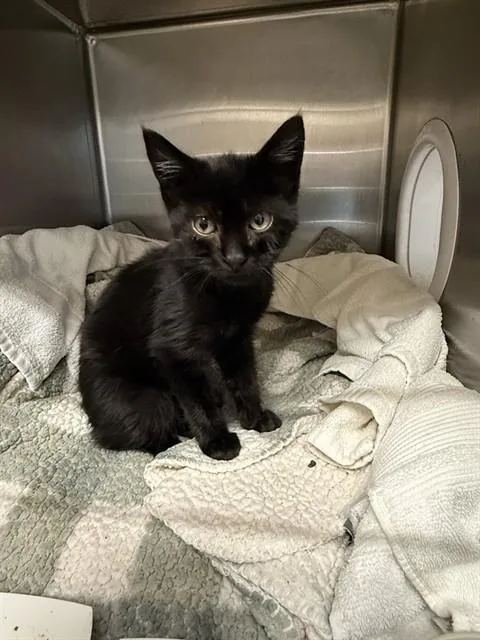 A baby small-sized male Domestic Short Hair cat named Ube for adoption in San Jose, CA