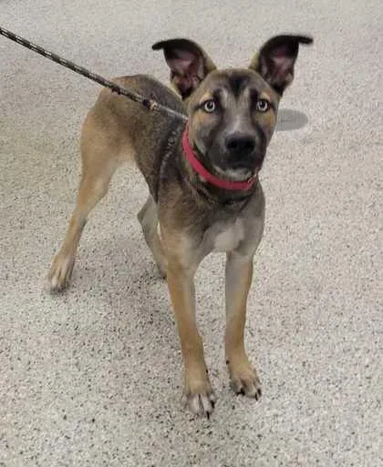A young medium-sized female Black Mixed Breed dog named Layla for adoption in Kansas City, MO
