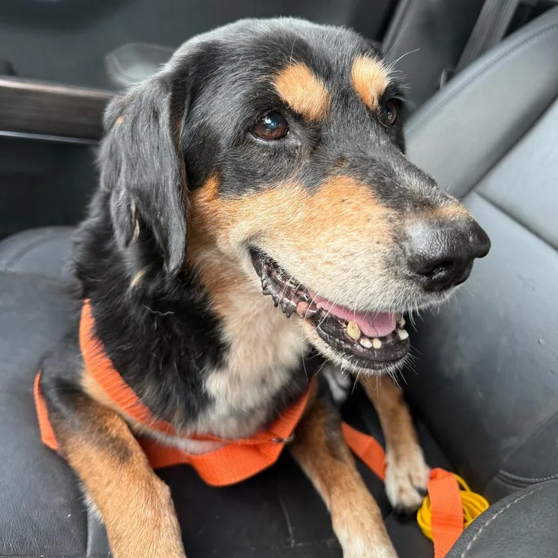 A senior medium-sized male Black Beagle dog named Wrangler for adoption in Lake Jackson, TX