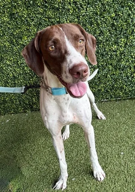An adult large-sized female German Shorthaired Pointer dog named Clover for adoption in Naples, FL