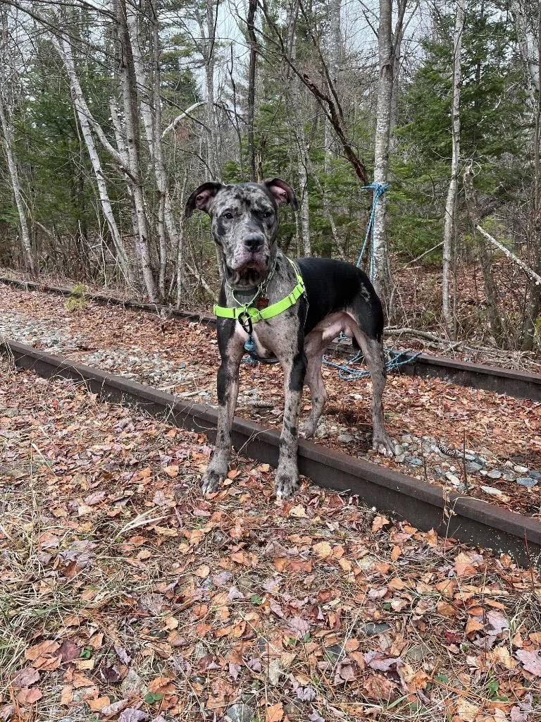 A young large-sized male Great Dane dog named Cash for adoption in Lunenburg, VT