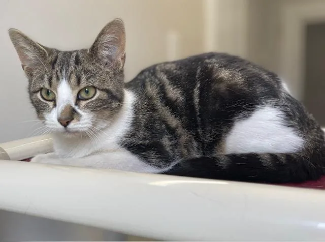 Coraline thumbnail 2