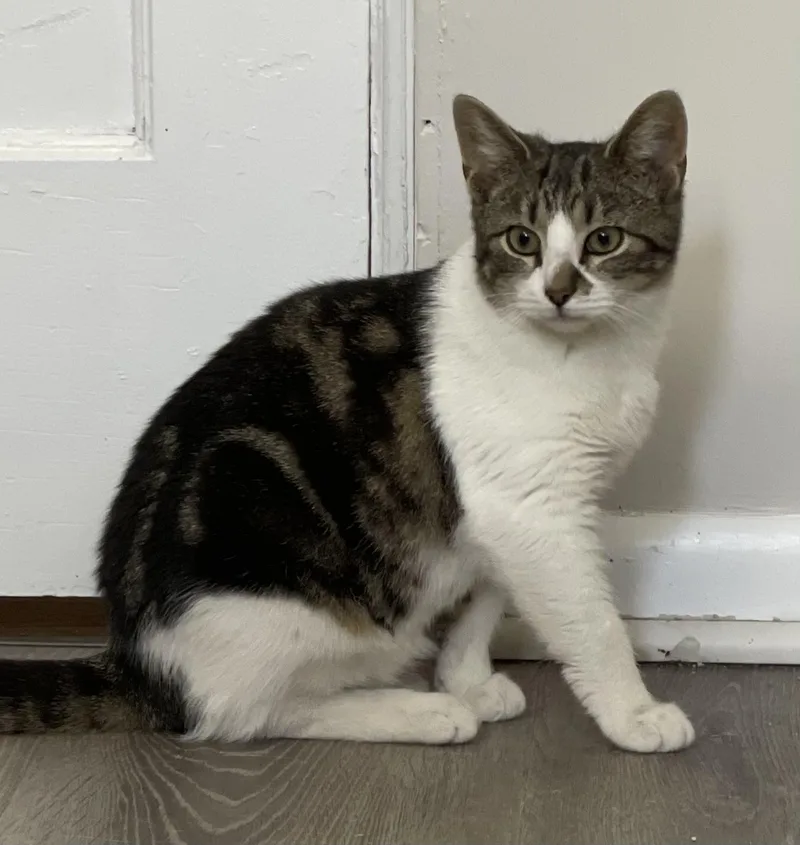 Coraline thumbnail 3