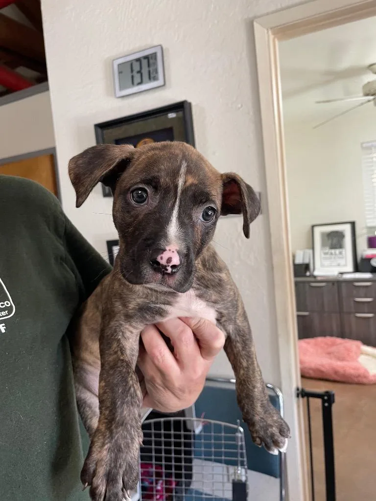 A baby medium-sized female Pit Bull Terrier dog named Amelia for adoption in Chico, CA