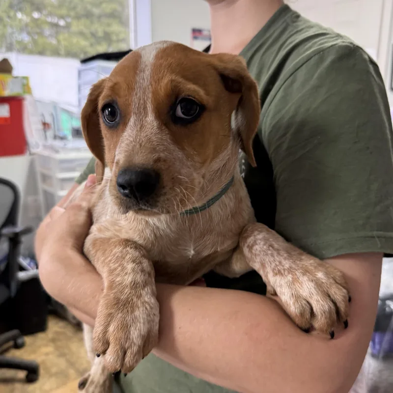 Smoked Chicken thumbnail 2