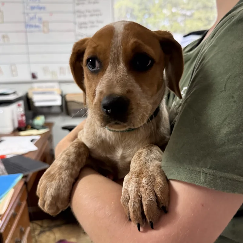 Smoked Chicken thumbnail 5