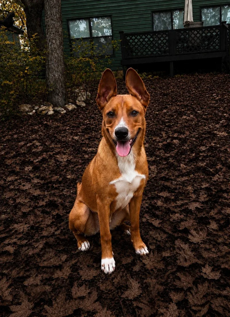 Scooby