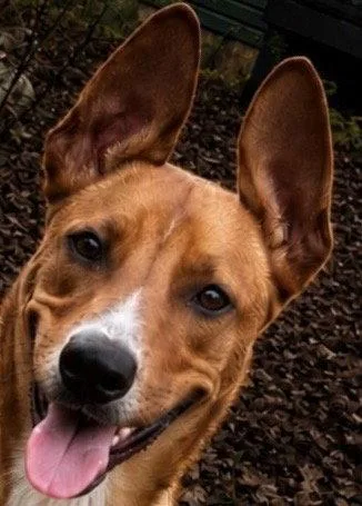 Scooby thumbnail 2