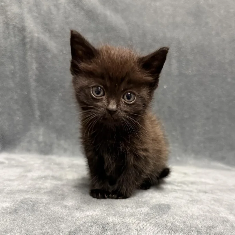A baby medium-sized male Domestic Short Hair cat named Harambe for adoption in Brenham, TX