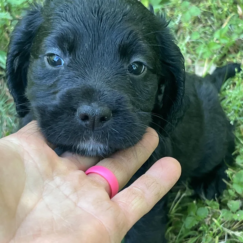 A baby medium-sized female Black Cocker Spaniel dog named Tulip for adoption in Rock Hill, SC