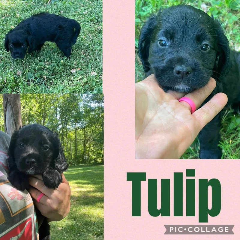 Tulip thumbnail 2