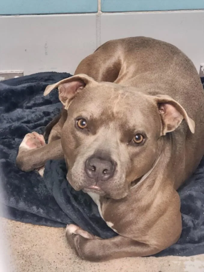 A young large-sized male Staffordshire Bull Terrier dog named Michael for adoption in Houston, TX